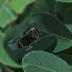 Anthophila