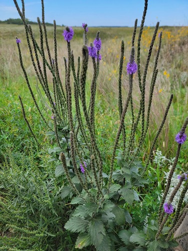 Verbena stricta iNat (3)