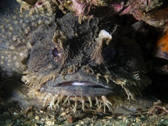 Batrachomoeus dubius