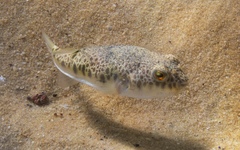 Common Toadfish photo 2