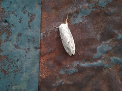 Dendrolimus superans