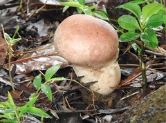 Calvatia lilacina