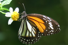 Danaus melanippus hegesippus