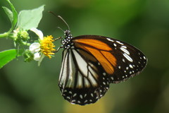 Danaus melanippus hegesippus