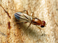 Clusia lateralis