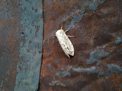 Dendrolimus superans