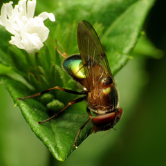Copestylum vesicularium