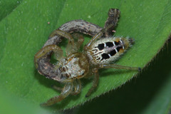 Salticidae