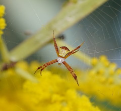 Argiope kochi