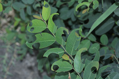 Anthophila