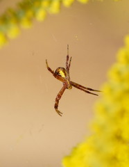 Argiope kochi