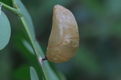 Polyura hebe plautus