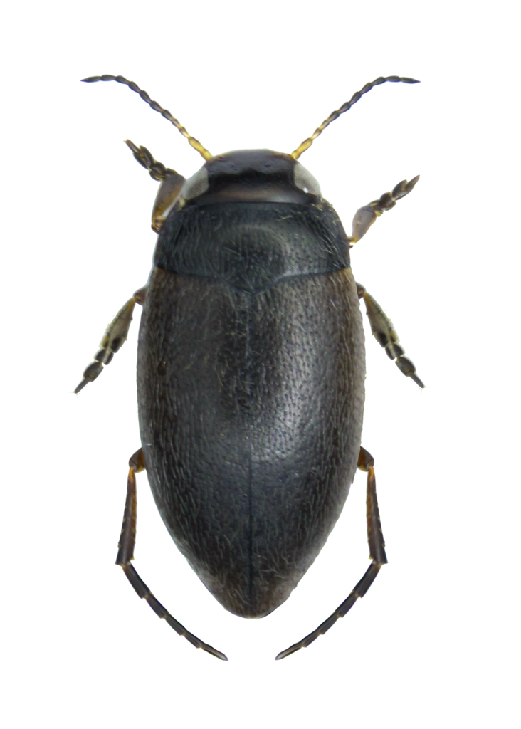 Hydroporus umbrosus
