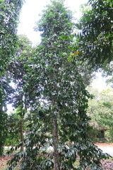 Garcinia atroviridis