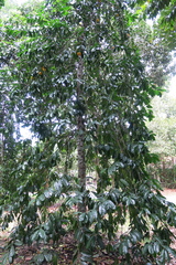 Garcinia atroviridis