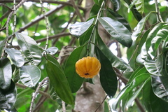 Garcinia atroviridis