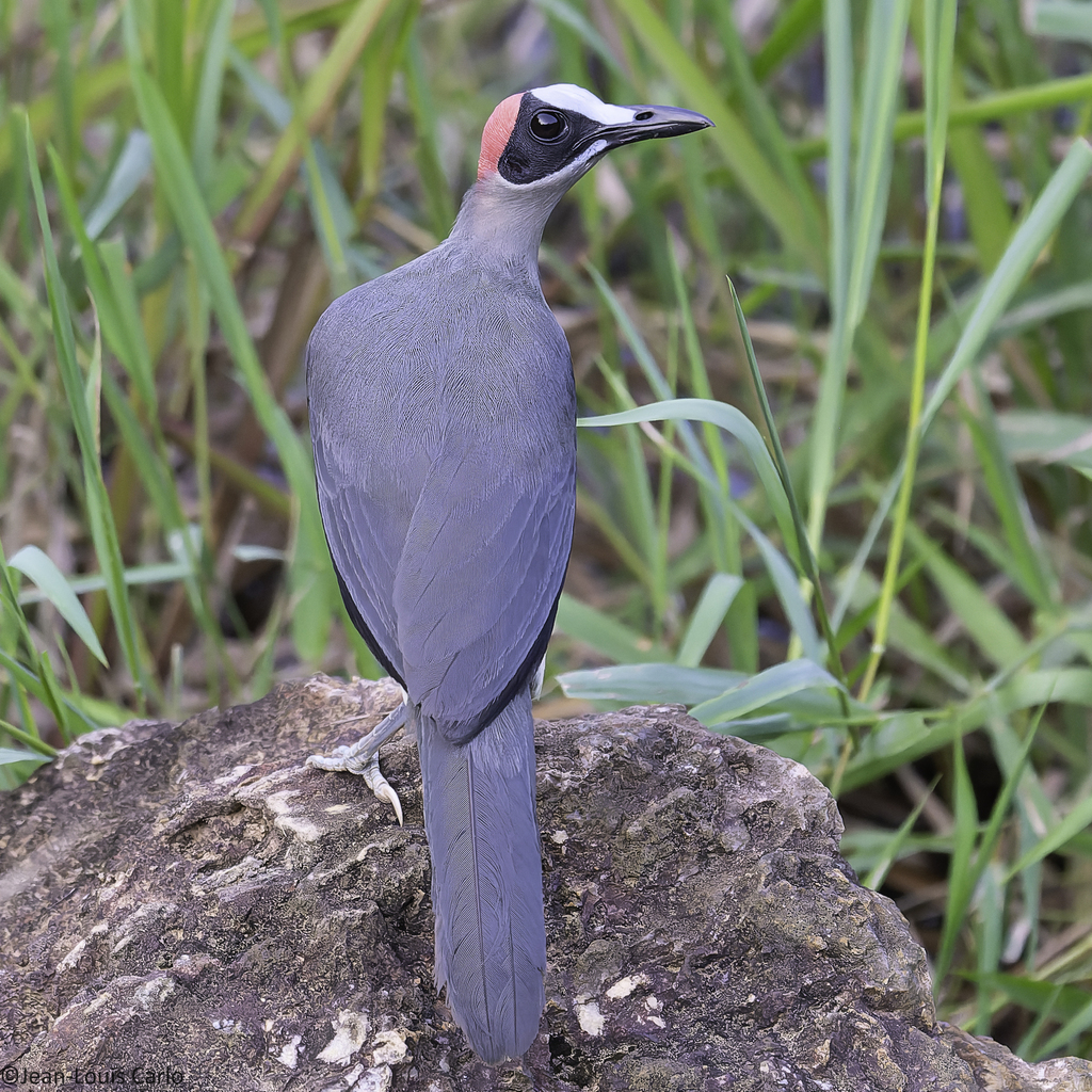Rockfowl
