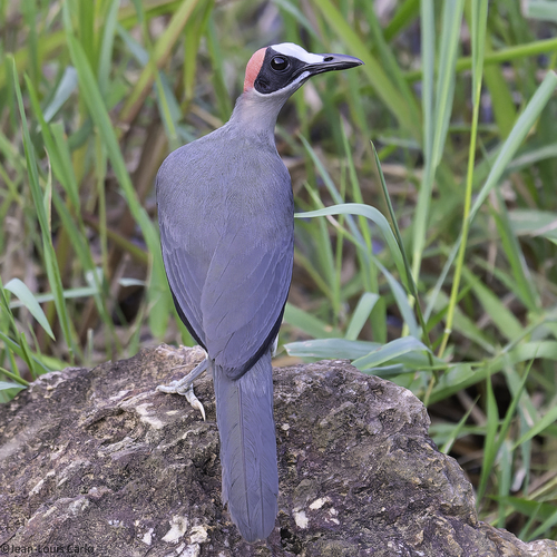 Grey-necked Rockfowl