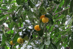 Garcinia atroviridis