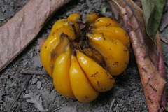 Garcinia atroviridis