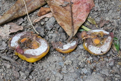 Garcinia atroviridis