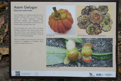 Garcinia atroviridis