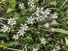 Leontopodium
