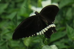 Papilio polytes romulus