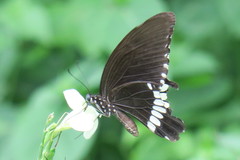 Papilio polytes romulus