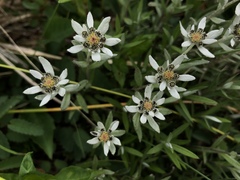 Leontopodium