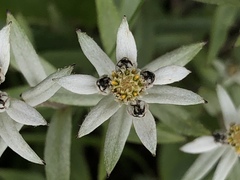 Leontopodium