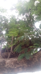 Parkia biglobosa