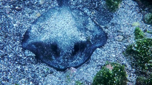 Diamond Stingray, Isabela, Parque Nacional Galápagos, EC-GA, EC, photo 10 of 10