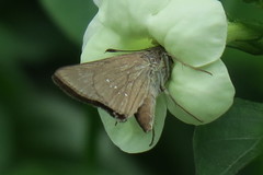 Pelopidas mathias mathias