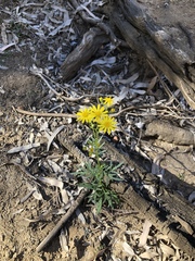Senecio brigalowensis