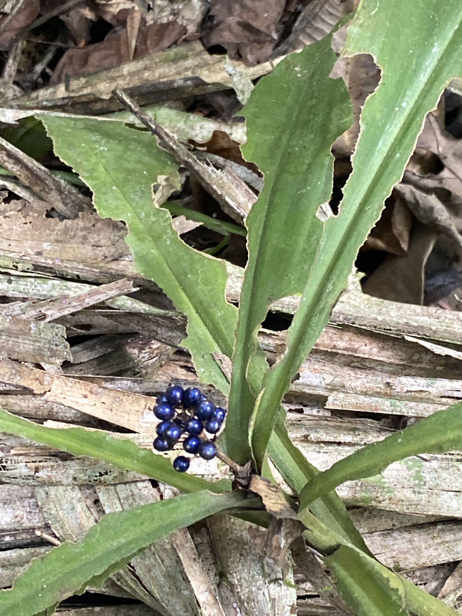 Marble Berry (Pollia condensata)