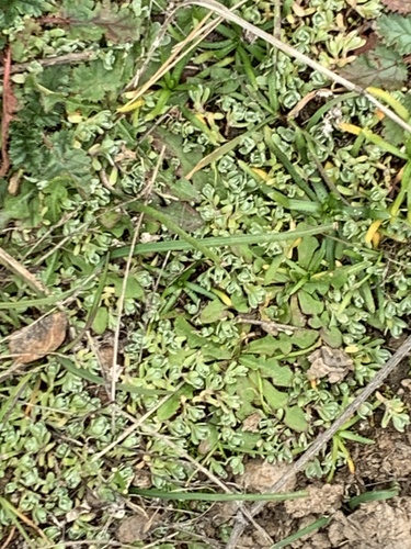 iNaturalist observation photo of Lesser swine-cress