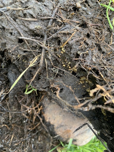 iNaturalist observation photo