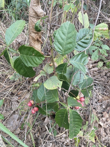 Bread and cheese (Paullinia pinnata)