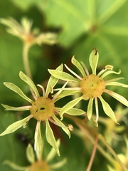 Acer tschonoskii