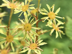 Acer tschonoskii