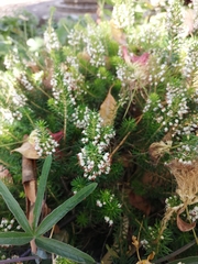 Erica vagans
