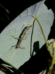 Asceles tanarata amplior