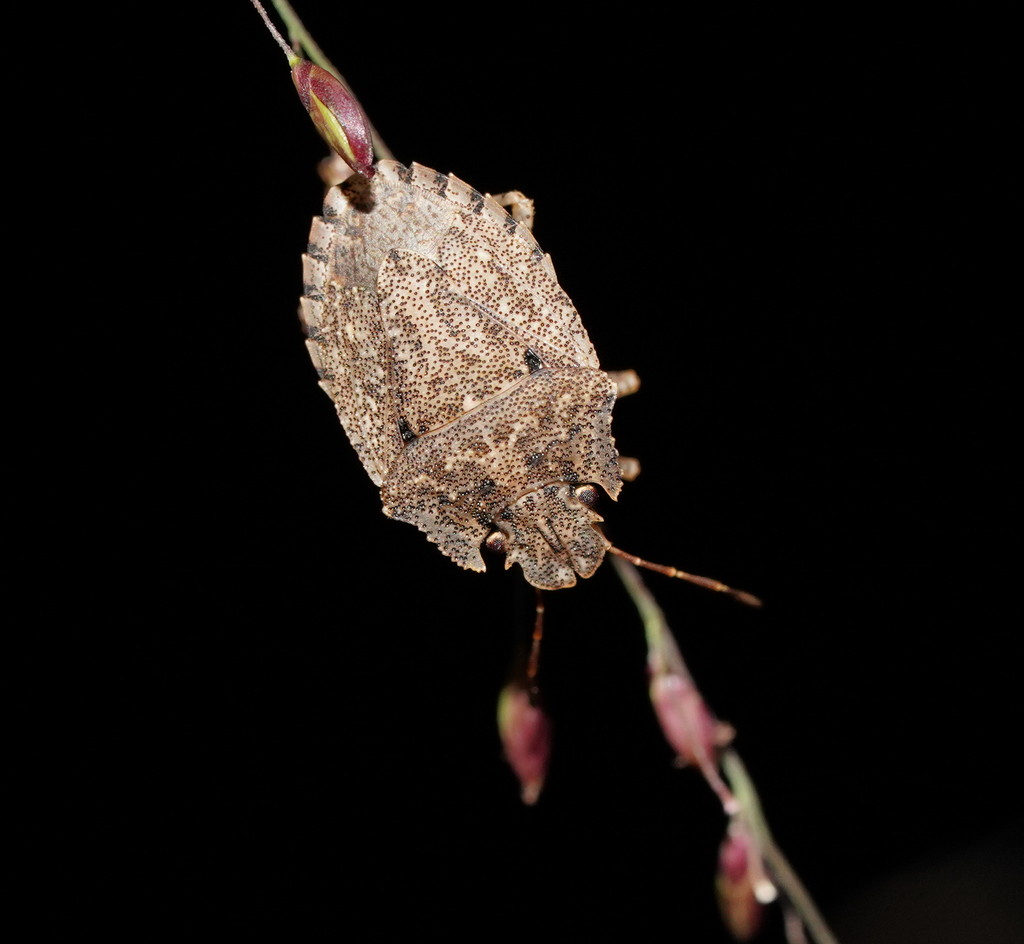 Cephaloplatus