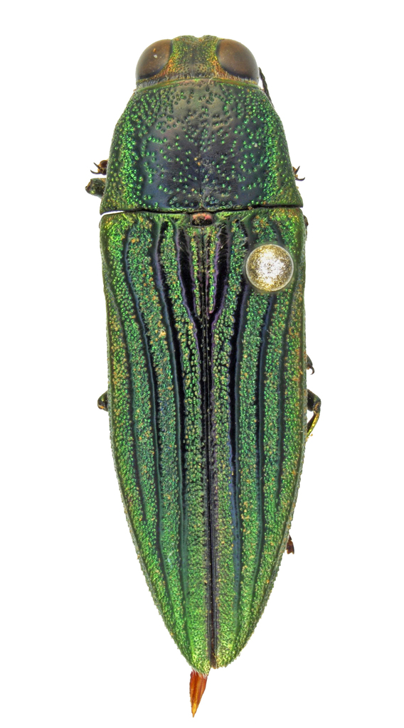 Agaeocera macraei