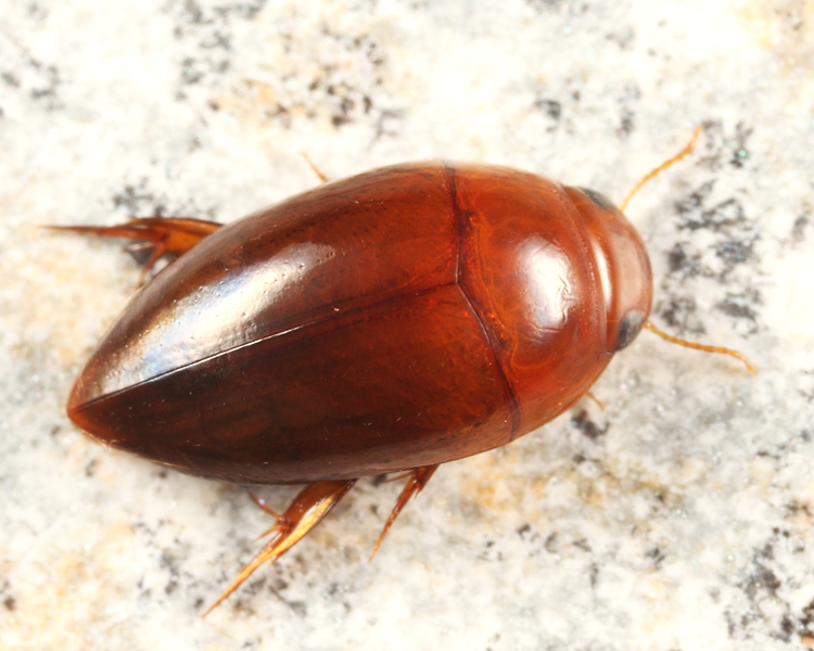Hydrocanthus iricolor