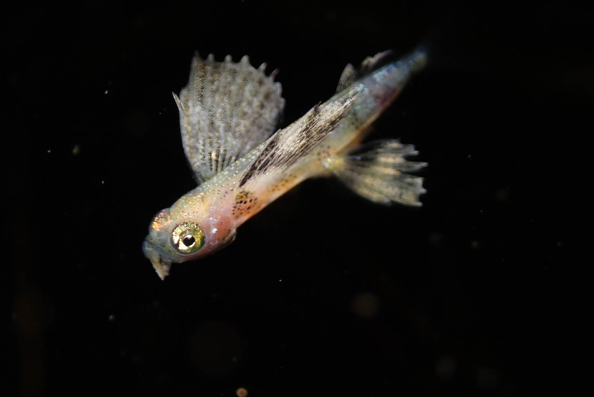 Blotchwing Flyingfish photo 4