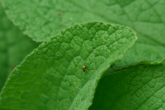 Longitarsus exsoletus