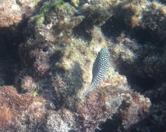 Canthigaster jactator