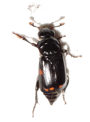 Nicrophorus pustulatus